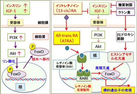 Amp活性化プロテインキナーゼ、mtorc1、foxo3aをターゲットにしたがん治療