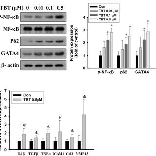 Effects Of TBT On Cell Viability And Senescence In Human Chondrocytes