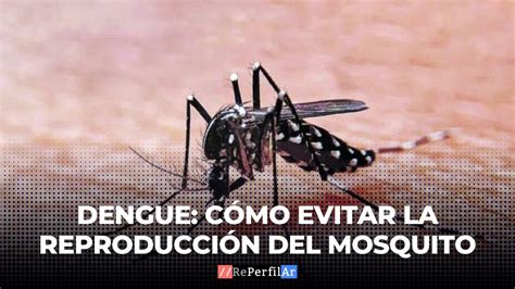 Dengue C Mo Evitar La Reproducci N Del Mosquito Youtube