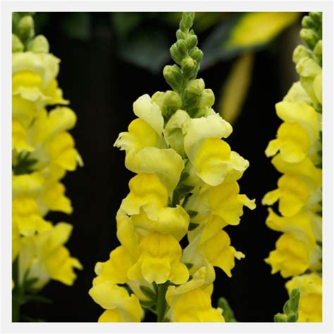 Antirrhinum Sonnet Flower Seeds