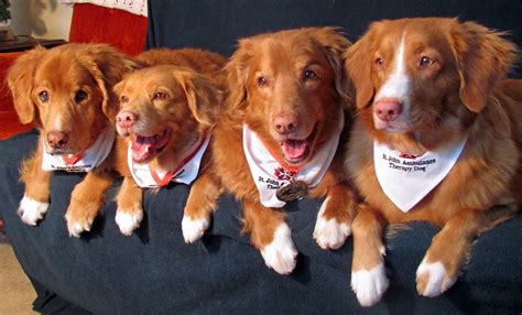 Nova Scotia Duck Tolling Retriever Club Of Canada NSDTRCC