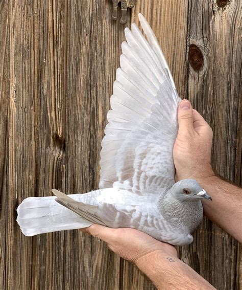 Recessive Opal Racing Pigeon Collection Pigeon Breeds Pretty