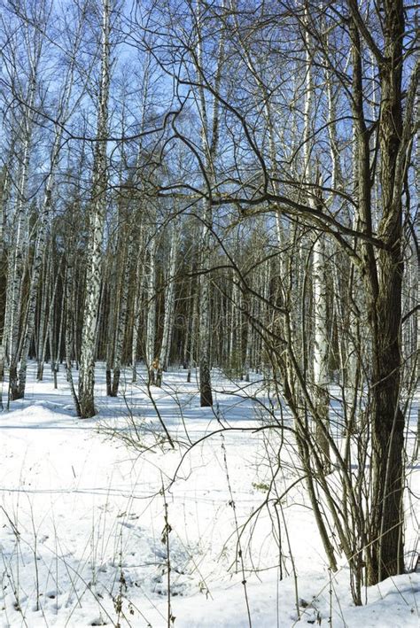 Sunny Day En Bosque De Los Rboles De Abedul Del Invierno Foto De