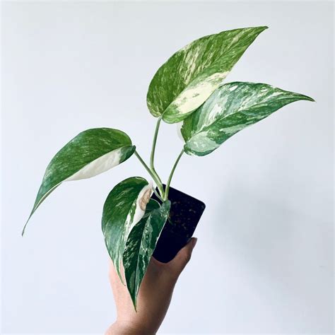 Epipremnum Pinnatum Albo Variegata, Furniture & Home Living, Gardening ...