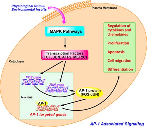 Small Molecule Inhibitors Targeting Activator Protein 1 AP 1