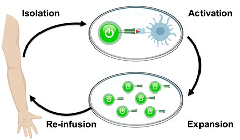 Adoptive Cell Therapy Cancer Research Institute