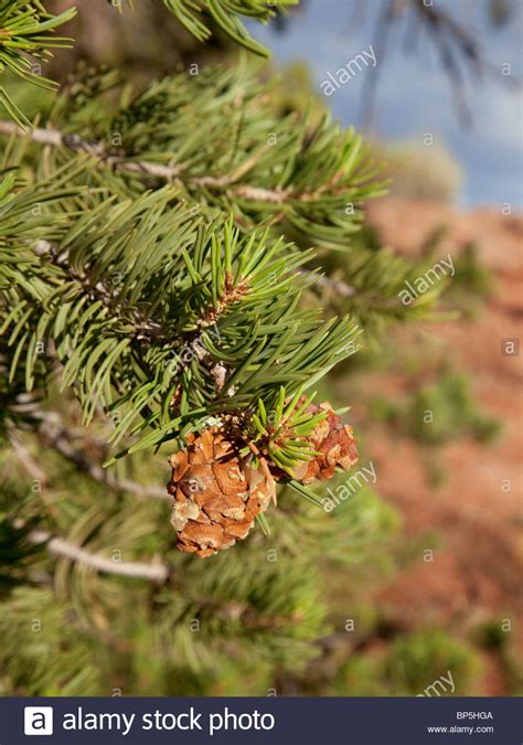 Pinus Edulis Stockfotos Und Bilder Kaufen Alamy