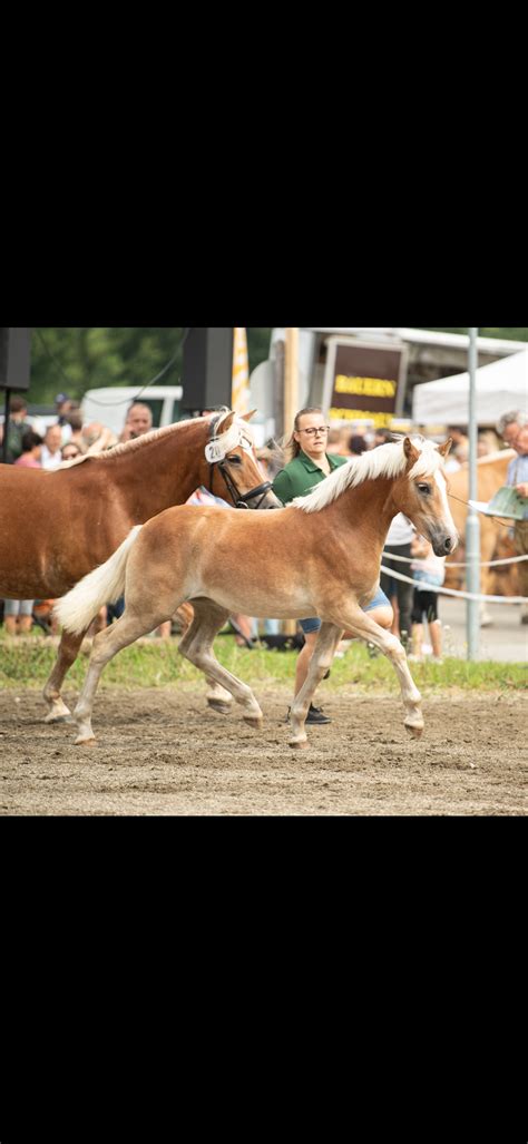 Missy Haflinger Stute Fuchs Pferd Austria