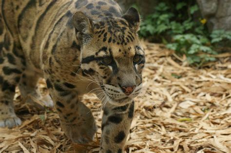 Clouded Leopard Photography • Image Album