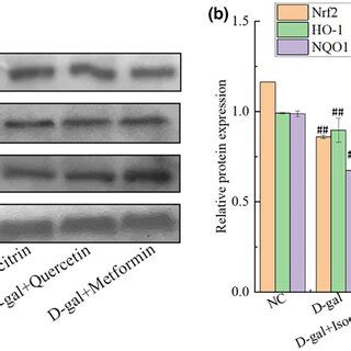 Protein Expression Levels Of Nrf Ho And Nqo In Brain Tissue Of