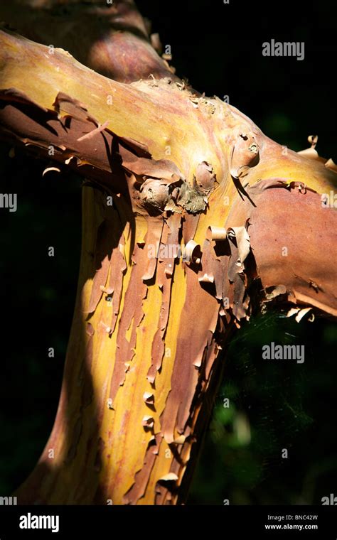 Arbutus Unedo Strawberry Tree Bark In The Sunlight In July Stock Photo