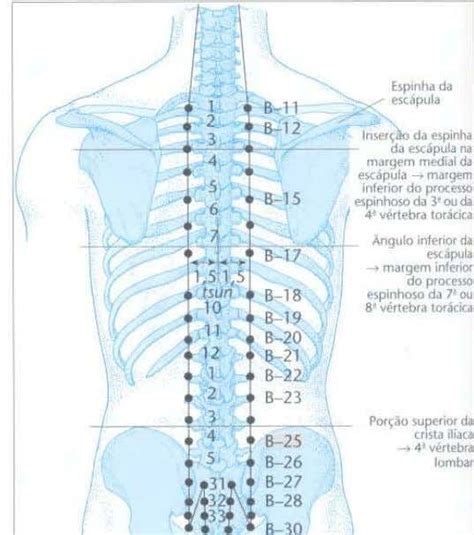 Atlas De Acupuntura Claudia Focks Acupuntura La Columna Vertebral