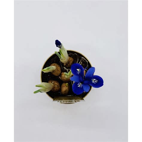 Planta Naturala Cu Flori Iris Bulbi Ø Ghiveci 10 Cm H 15 25 Cm Emagro