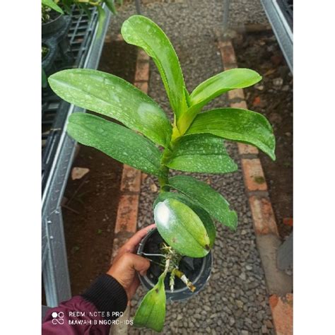 Jual Anggrek Dendrobium Imelda Marina Masagung X Taurinum Indonesia