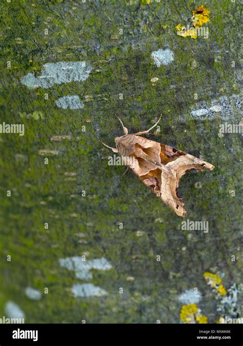 Angle Shades Phlogophora Meticulosa Moth Resting Stock Photo Alamy