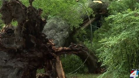 Residents Left To Clean Up After Strong Winds Knock Down Trees Power