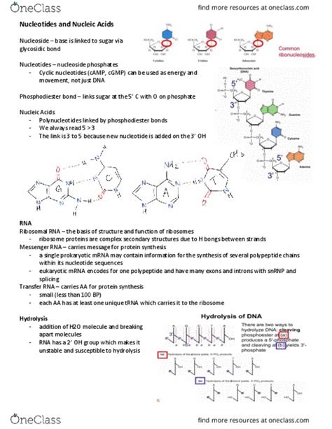 Biochem B Study Guide Fall Final Ribosomal Rna Glycosidic