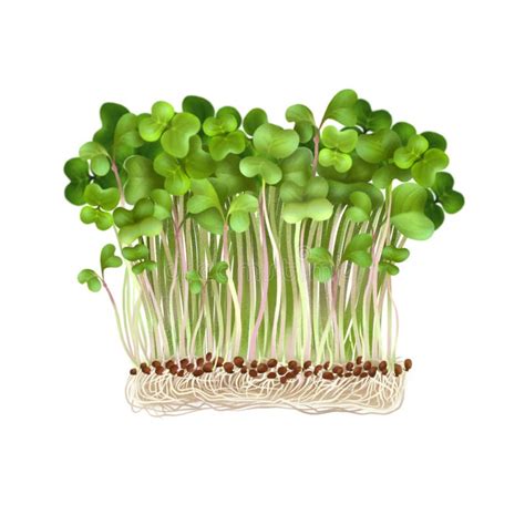 Microgreen Roots Stock Illustrations 24 Microgreen Roots Stock