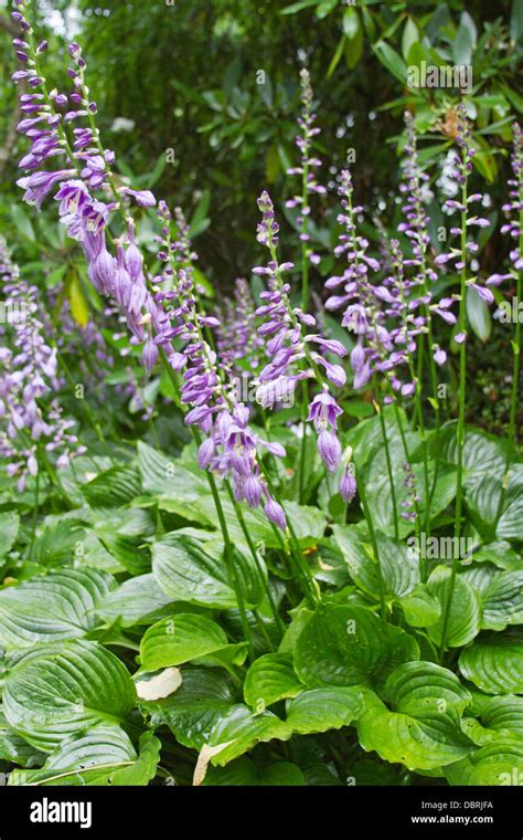 Hosta plants with colorful purple flowers in summer time Stock Photo ...