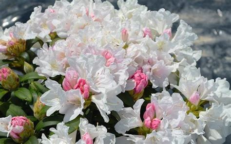 Buy Yaku Princess Rhododendron Free Shipping Wilson Bros Gardens 3 Gallon Pot For Sale