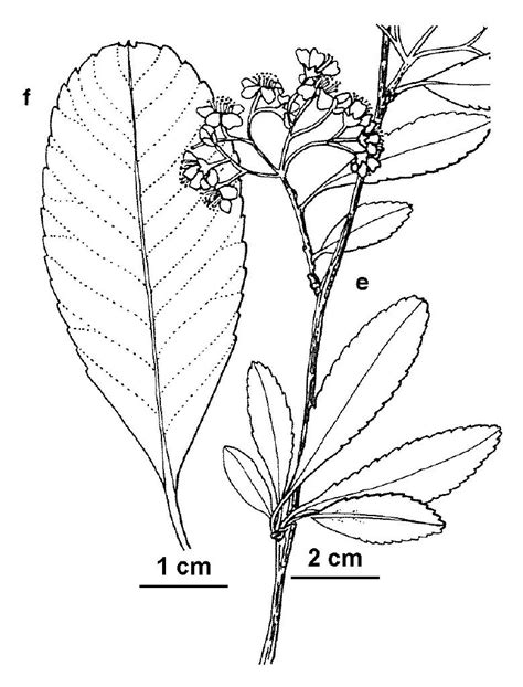 Vicflora Pyracantha Crenatoserrata