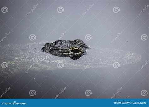 American Alligator Peering Above Water Florida Stock Image Image Of