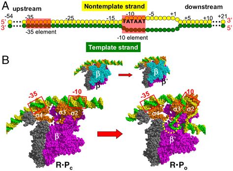 Bacterial Rna Polymerase Structure