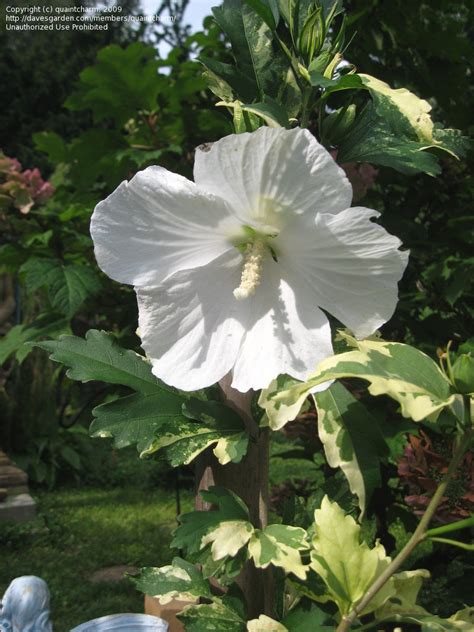 Trees Shrubs And Conifers White Flowering Variegated Althea 1 By