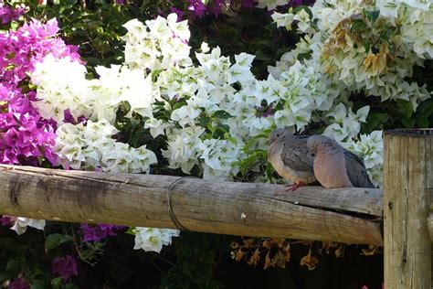 Flor Naturaleza Aves Foto Gratis En Pixabay Pixabay