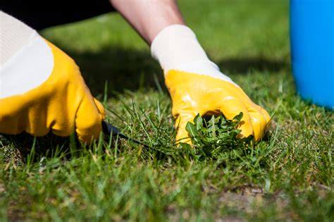 Get The Perfect Lawn What To Look For When Buying Turf Online West Turf