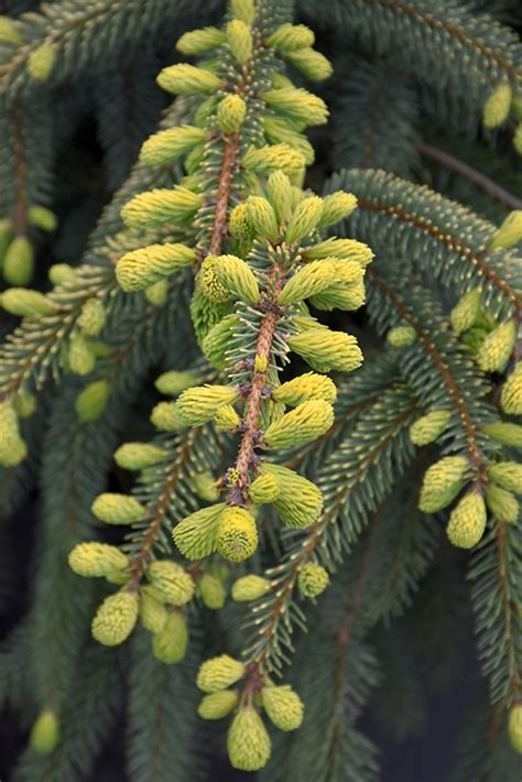 Golden Black Spruce Picea Mariana Aurea In Inver Grove Heights