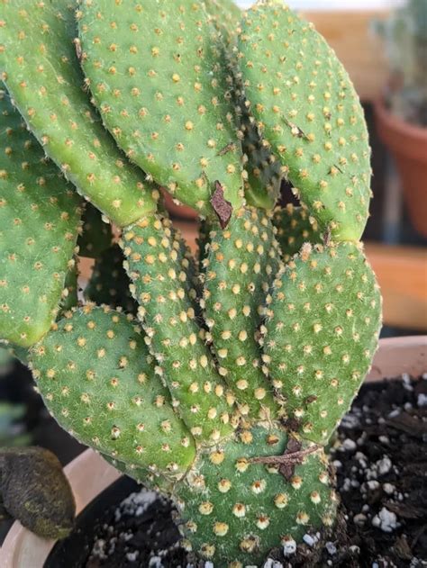 The Classic Bunny Ear Cactus And How To Help It Thrive