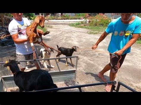 Bumili Kami Ng Kambing At Pagtatanim Ng Palay Youtube