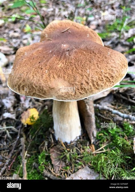 Single Boletus Edulis Cep Penny Bun Porcino Porcini Fungus Fungi