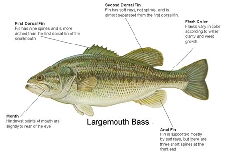 Largemouth Bass - Catching Bass