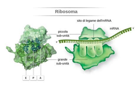 Ribosomi Labster Theory