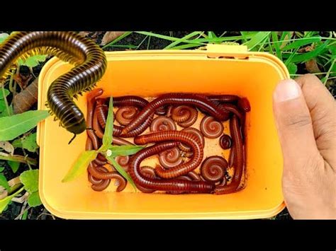 Hunting Red Millipedes Hunting Luwing Snail Millipedes In Wetlands