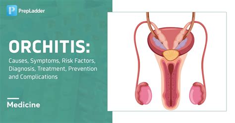 Orchitis Causes Symptoms Risk Factors Diagnosis Treatment