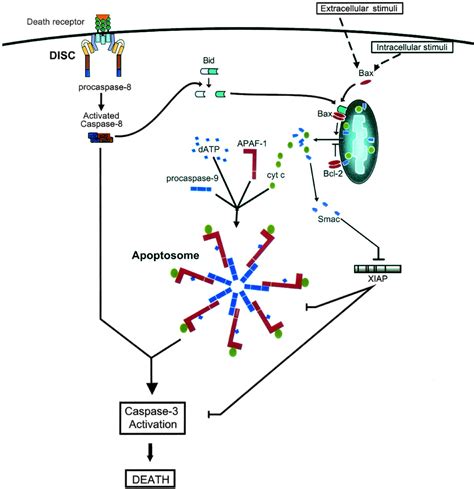 The Mitochondrial Death Pathway And Cardiac Myocyte Apoptosis