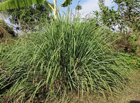 Cara Menanam Serai Wangi Di Pot Yang Baik Agar Tumbuh Rimbun Toko