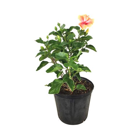 Buy Hibiscus Rosa Sinensis Fiesta Tropical Hibiscus Free Shipping