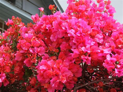 Bougainvillea Colors Varieties