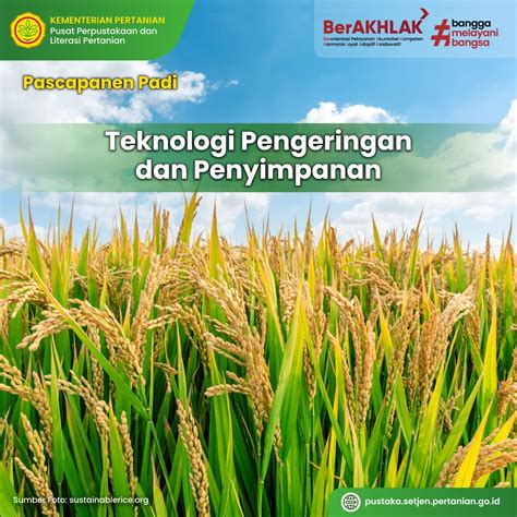 Info Teknologi Pascapanen Padi Teknologi Pengeringan Dan Penyimpanan