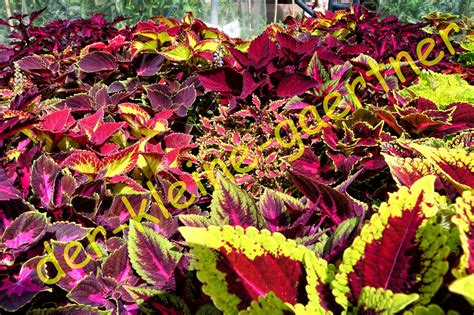 ECHTE BUNTNESSEL PRACHTMISCHUNG MEHRJÄHRIG COLEUS BLUMEI BUNTER MIX 200