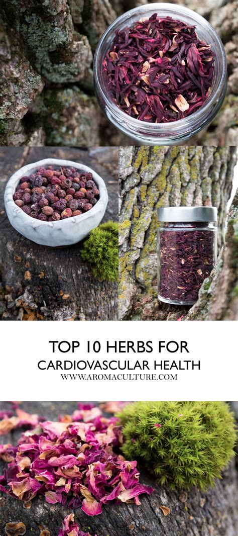 Top 10 Herbs For The Cardiovascular System Floranella In 2020