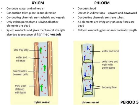 Tissues Class 9 Ppt