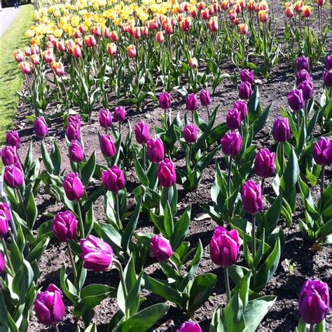 National Botanic Gardens - Glasnevin - Botanic Rd