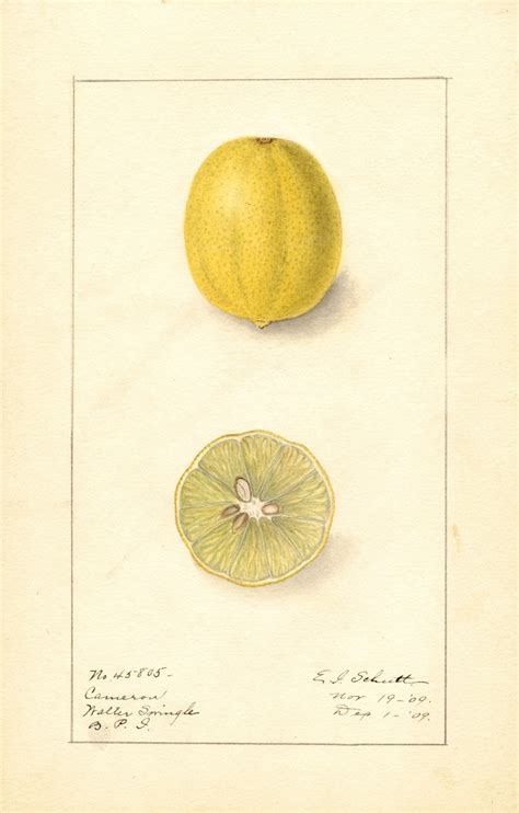 Citrus Aurantiifolia Cameron By Ellen Isham Schutt Artvee