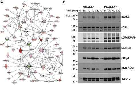 DNAM 1 Expression Is Associated With A More Active IL 15 Receptor