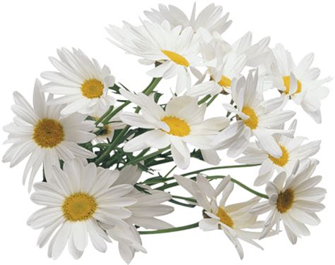 Camomile PNG Images | PNG All